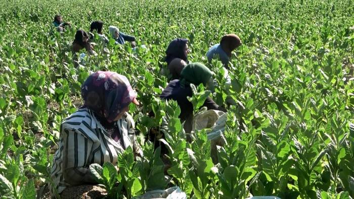 Tütün Hasadı Başladı