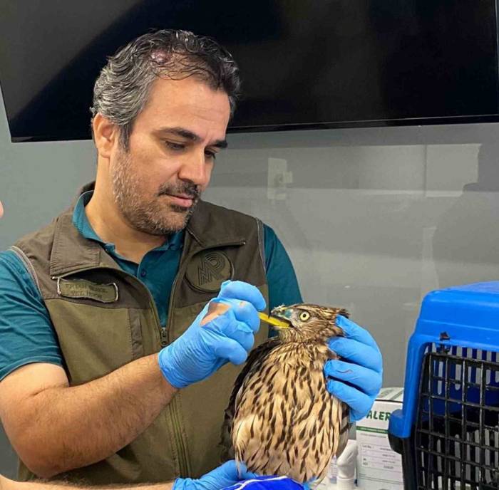 Bayağı Çakır Kuşu Şefkatli Ellerde Tedavi Altına Alındı