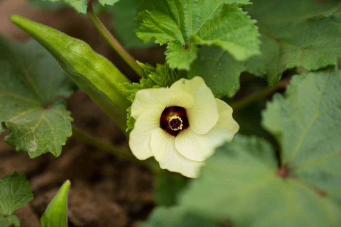 Susuz Bamya İzmir’e Yayılıyor