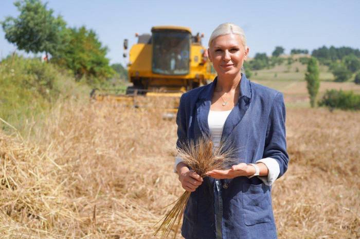 Geçen Yıl Deneme Amaçlı Toprakla Buluşan Karakılçık Buğdayının Hasadı Yapıldı