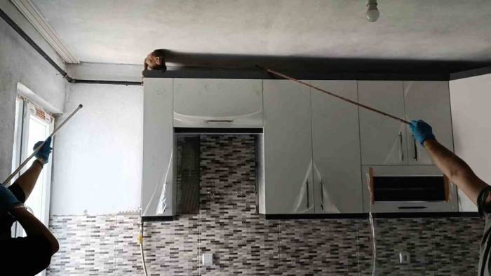 Evin Mutfağındaki Maymun Böyle Yakalandı