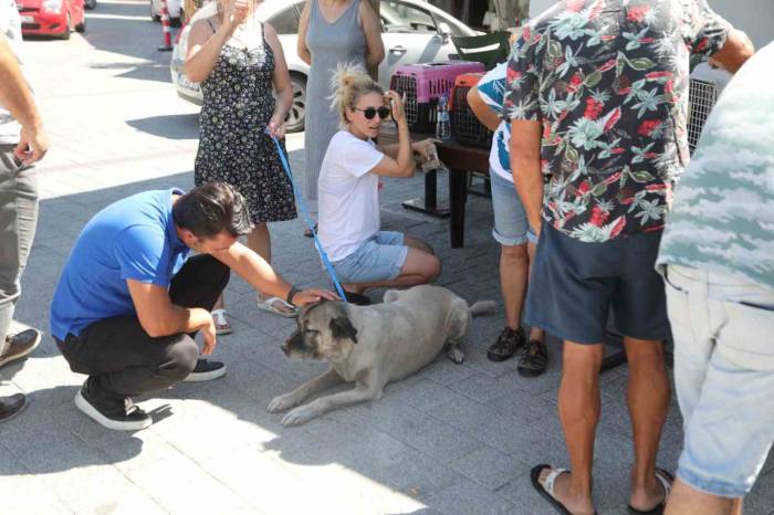 Çipleme, Aşılama, Genel Sağlık Kontrolü Yapıyorlar