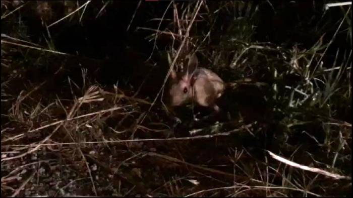 Nadir Rastlanan Bir Tür Olan Arap Tavşanı Sivrihisar’da Görüldü