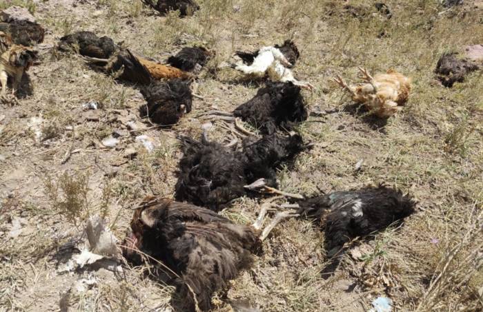 Yüksekova’da Başıboş Köpekler 50 Tavuğu Telef Etti