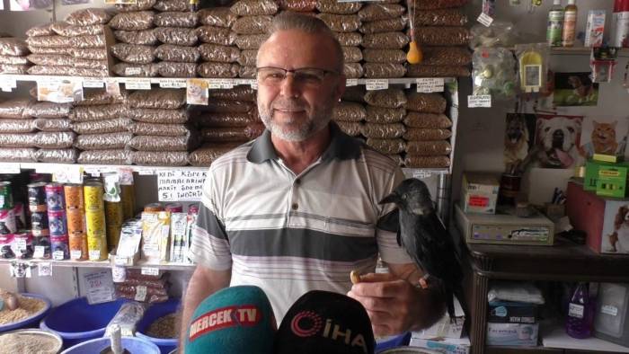 Tedavi Ettiği Karga 5 Yıldır Yanından Bir An Olsun Ayrılmıyor