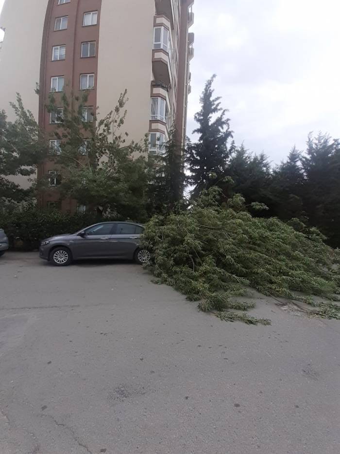 Fırtınada Devrilen Ağaç Otomobilin Üzerine Düştü