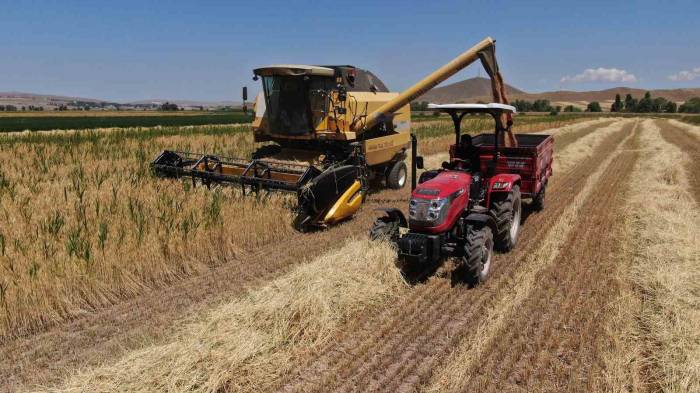 Buğday Hasadında Yağmur Bereketi, Geçen Yıla Göre Verim Yüzde Yüz Arttı