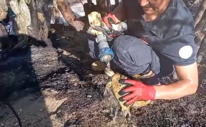 Alevlerin Arasından Yaşama Dönen Kaplumbağa, İtfaiye Erinin Sevinci Oldu