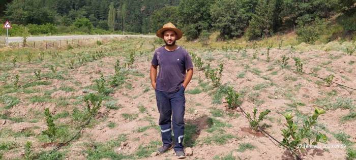 Ziraat Mühendisi 7 Dekar Tarlayı Kendi İmkanlarıyla Aronya Bahçesine Çevirdi