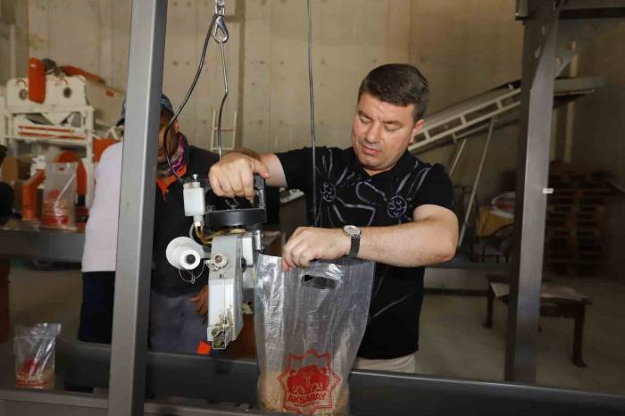 Aksaray Belediyesinin Ürettiği Nohutlar İhtiyaç Sahibi Ailelere Dağıtılacak