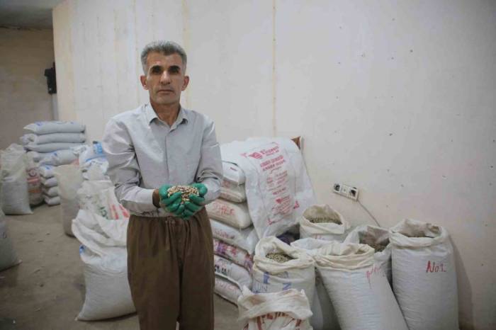 Kenger Bitkisinden Kentin Ekonomisine 2 Milyon Dolar Katkı