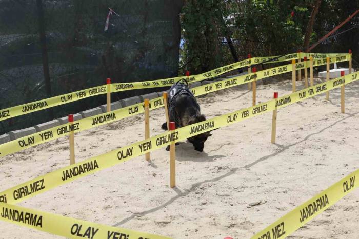 İdef’te Jandarmadan Mayın Tatbikatı