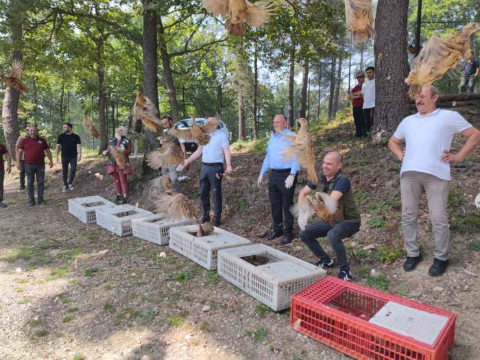 Ordu’da Bin Adet ’kene Avcısı’ Sülün Doğaya Salındı