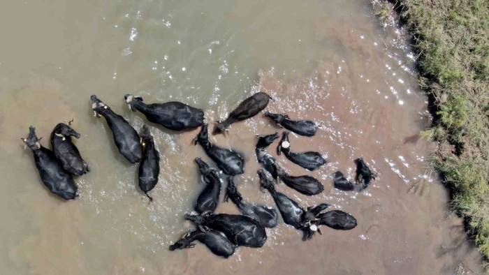 Sivas’taki Bu Görüntüler Serengeti’yi Aratmıyor