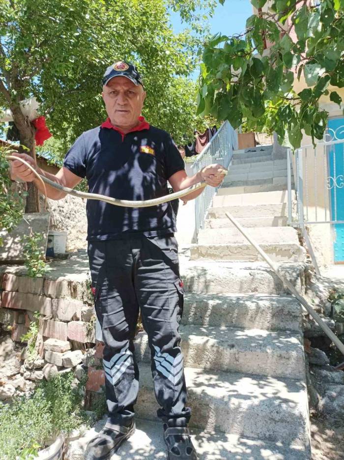 Eve Giren Yılan Paniğe Neden Oldu