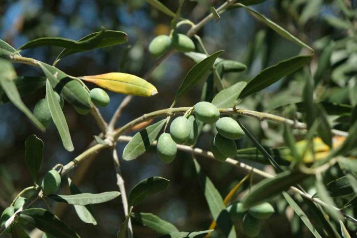 İklim Değişikliği Zeytinyağını Da Vurdu