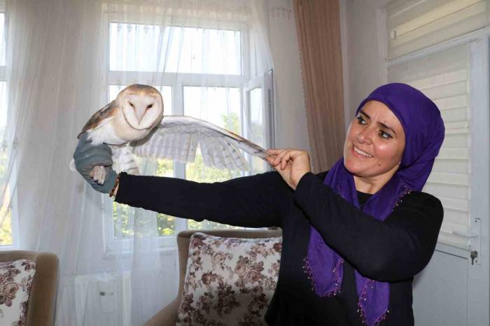 Nesli Tükenmek Üzere Olan Peçeli Baykuş ’talih Kuşu’ Olarak Evlerine Geldi