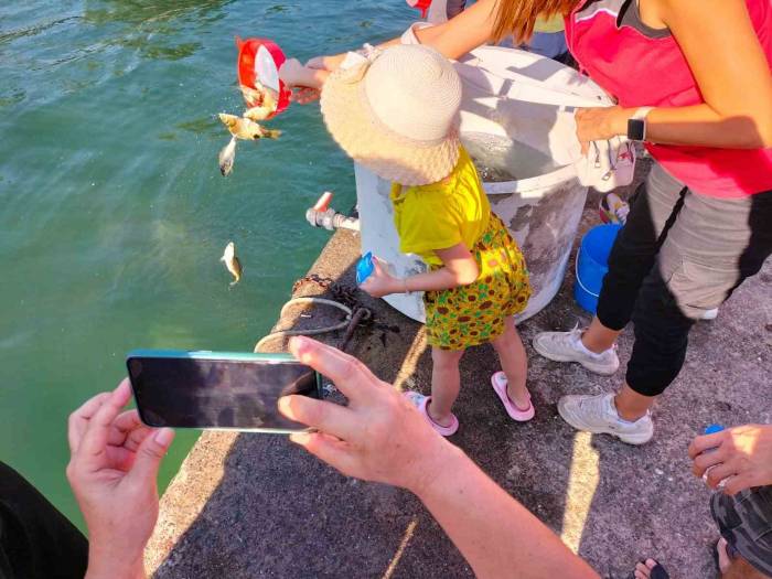 Köyceğiz’de 318 Bin Yavru Sazan Balığı Sulara Bırakıldı