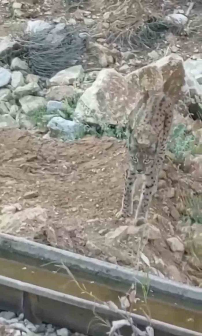 Nesli Tükenme Tehlikesi Altında Olan Vaşak Kamerada