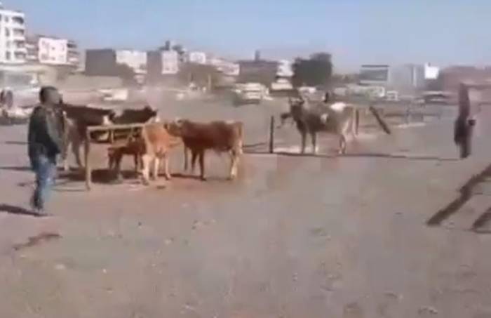 Şanlıurfa’da Hayvan Pazarında Silahlı Kavga