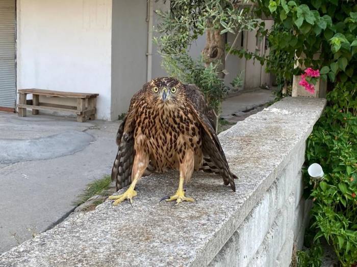 Sıcaktan Bitkin Düşen Şahin Doğal Hayatı Koruma Görevlilerine Teslim Edildi