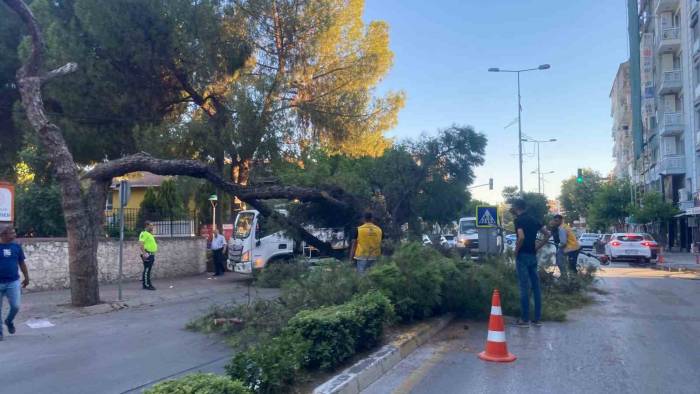 Kuruyan Çam Ağacı Ağırlığa Dayanamayarak Yol Devrildi
