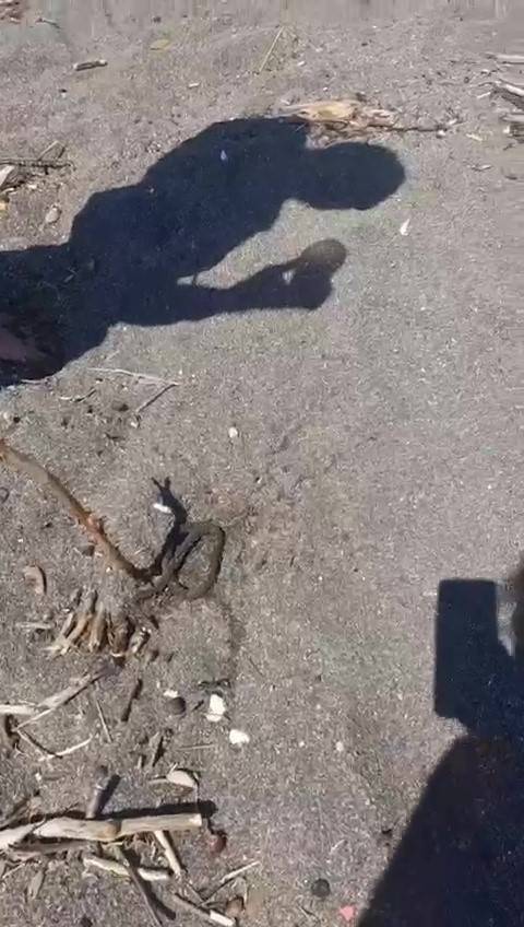 Denizde Yüzerken Yılan Bacağına Dolandı