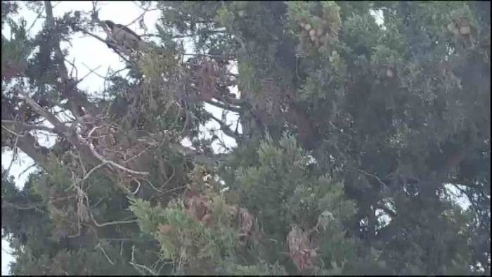 Ayağına İp Takılınca Ağaçta Mahsur Kalan Karganın İmdadına İtfaiye Yetişti