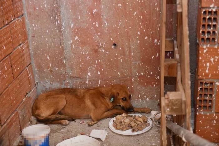 İnşaatta Mahsur Kalan Köpeği Belediye Ekipleri Kurtardı