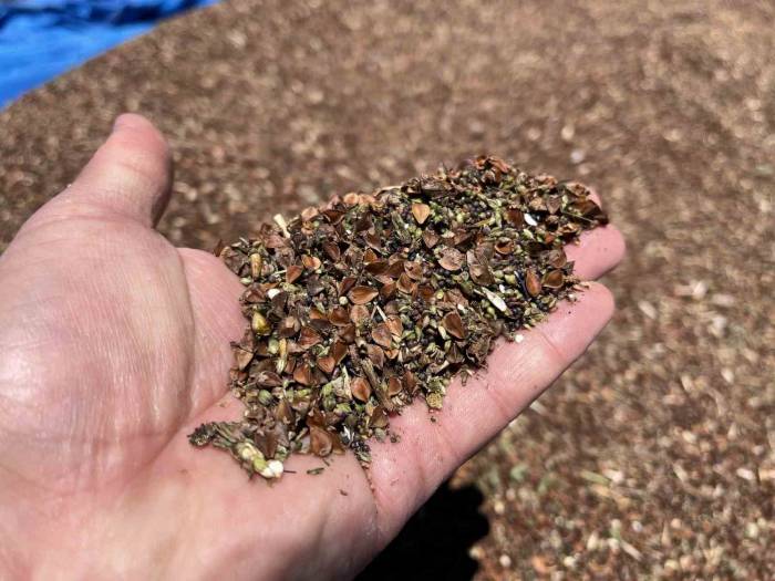 3 Yıl Önce Deneme Amacıyla Ekilmişti: Çölyak Hastalarının Besin Kaynağı Karabuğdayda Yüksek Verim