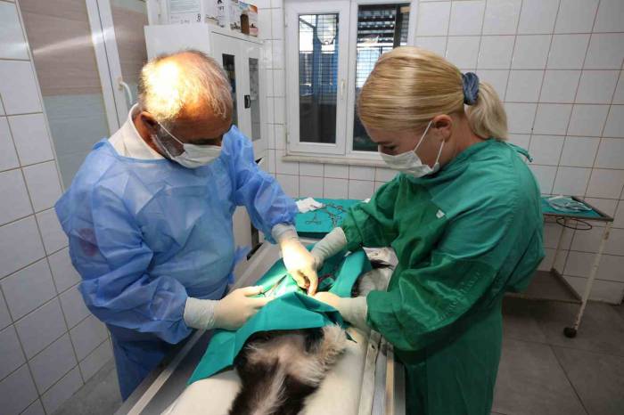 Nilüfer’deki Sahipsiz Sokak Hayvanları Tek Tek Kısırlaştırılıyor