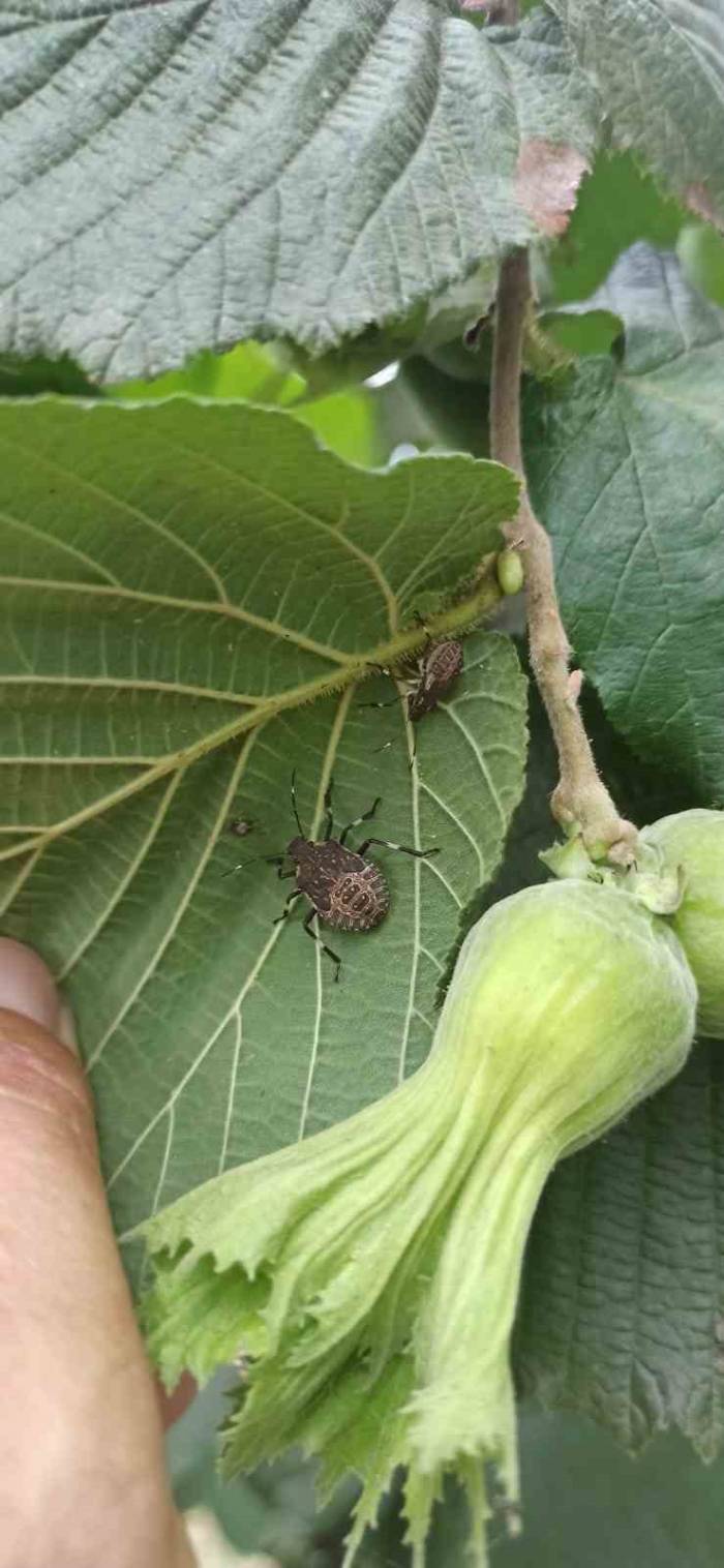 Tarım Müdürlüğünden Fındıkta Kokarca Artışı Uyarısı