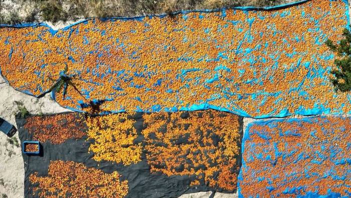 30 Bin Ton Rekolte Elde Edilen Gürün Kayısısı Markalaşma Yolunda İlerliyor