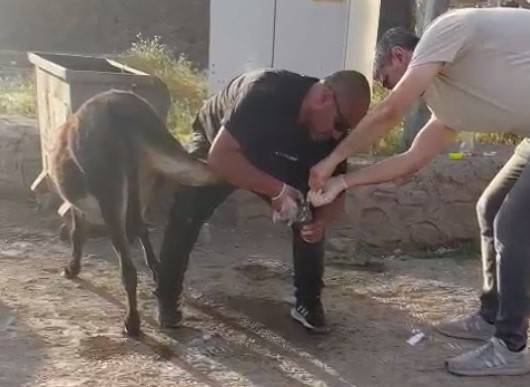 Başhekimden Örnek Davranış, Yaralı Eşeği Tedavi Etti