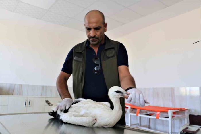 Ayağı Ampute Olan Leylek Tedavi Altına Alındı