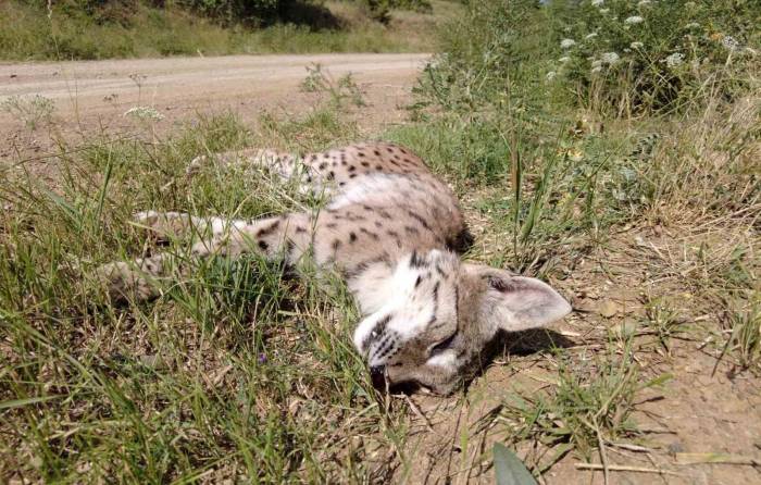Nesli Tükenmekte Olan Vaşağa Araba Çarptı