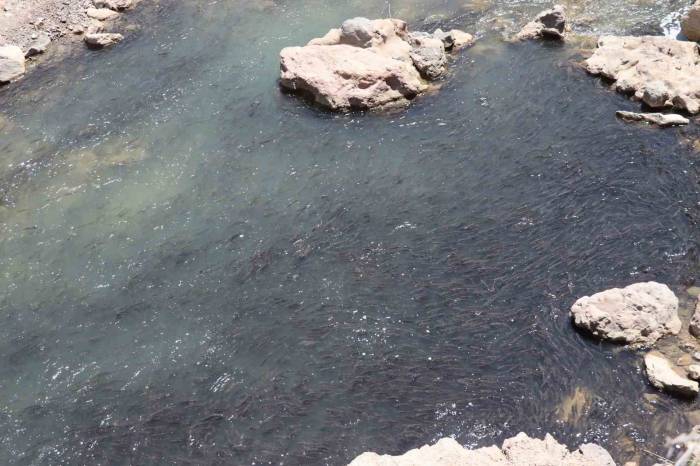 Tonlarca Sazan Balığı Can Çekişiyor