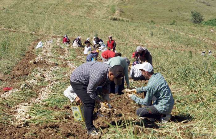 Kastamonu’da Kene Vakalarında Hasat Artışı