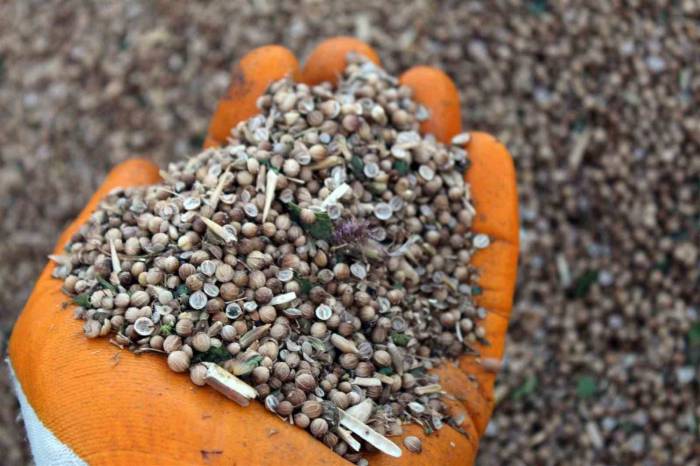 İlk Defa Ekildi, Beklenenin Üzerinde Verim Alındı