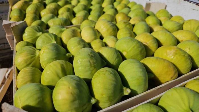 Buharkent’te Erkenci Taze İncir Hasadı Başladı