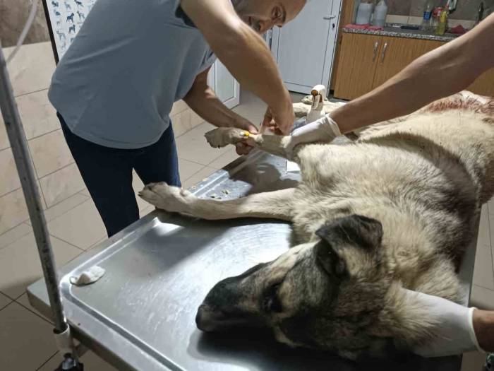 Sokak Köpeği Av Tüfeği İle Vuruldu