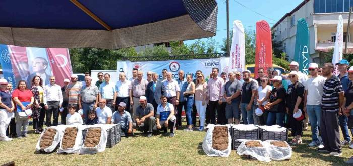 Samsun’da Çilek Üreticisine 750 Bin Fide Desteği