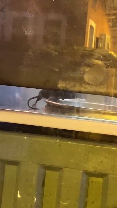 Sirkeci’deki Börekçide Mide Bulandıran Görüntü: Fare Tepsilerin İçinde Gezdi