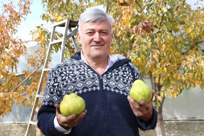 Emekli Astsubay Doğdu Köyde 50 Ton Armut Üretiyor