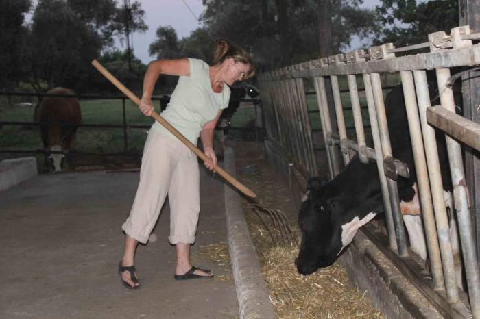 İngiliz Gelin, Aşkı İçin Kariyerinden Vazgeçip Hayvancılık Yapmaya Başladı