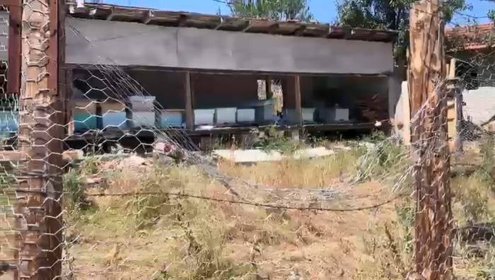 Tel Örgülü Önlem Ayıları Durduramadı: Korumaya Çalıştığı Arıları Telef Oldu