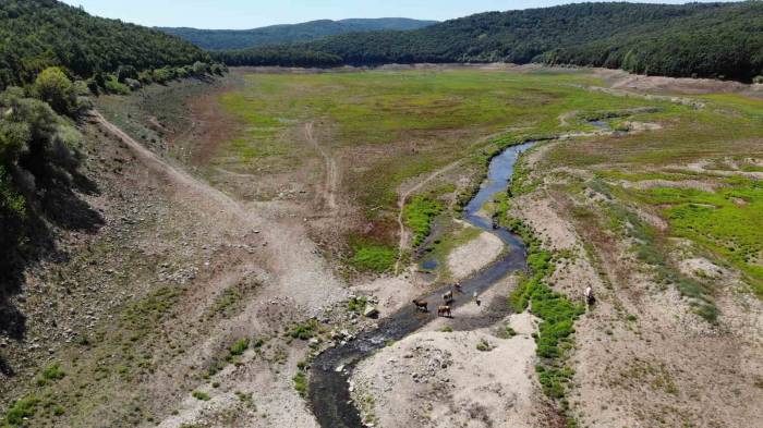 İstanbul’un Su İhtiyacını Sağlayan Kazandere Ve Papuçdere Barajları Kurudu: Artık Hayvanlar Otluyor