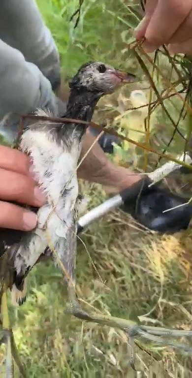 Olta İğnesi Yutan Yaban Kuşu Böyle Kurtarıldı