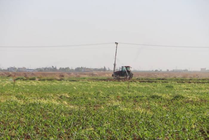 Mardin’de İkinci Ürün Olan Mısır Bir Ay Gecikmeli Ekildi