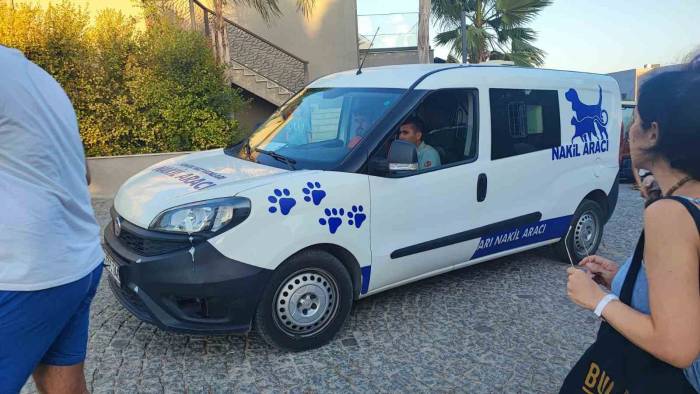 Yangında Kurtarılan Kaplumbağalar Tedavi Ediliyor